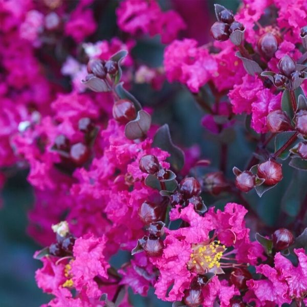 Black Diamond Mystic Magenta Crape Myrtle image