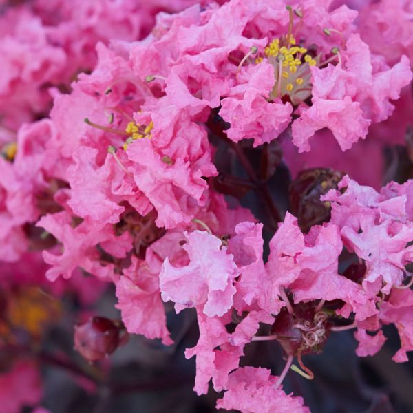 Black Diamond Shell Pink Crape Myrtle - Striking & Unique