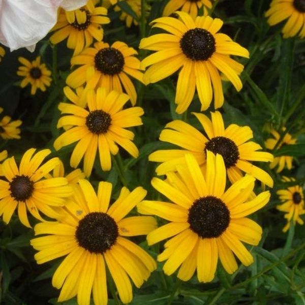Little Suzy Black Eyed Susan image