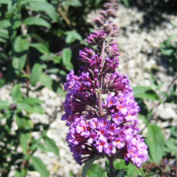 Butterfly Magic Butterfly Bush image