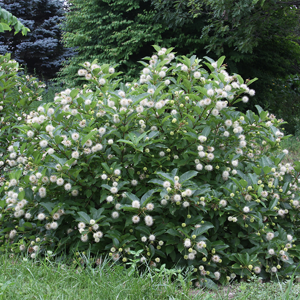 Magical Moonlight Buttonbush image
