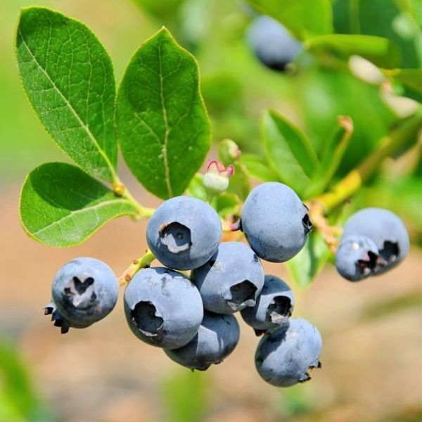 Brightwell Blueberry image