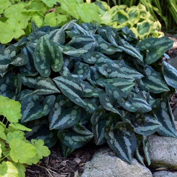 Chinese Wild Ginger image