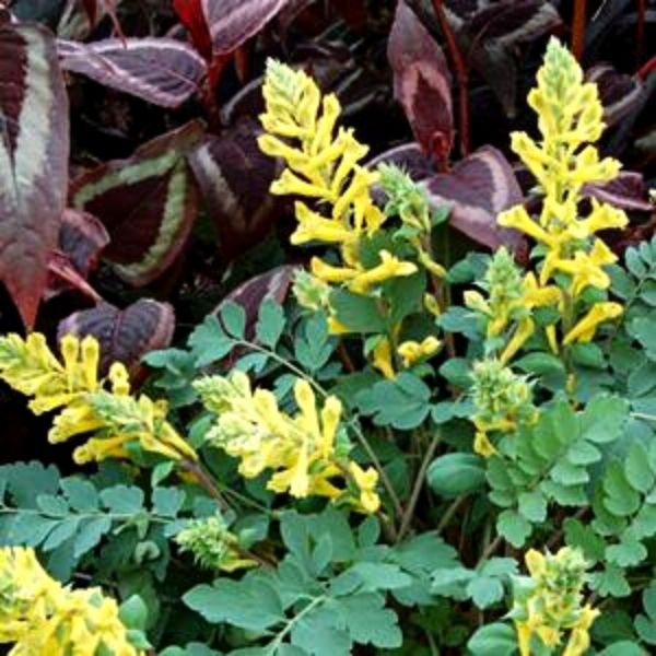 Canary Feathers Corydalis image
