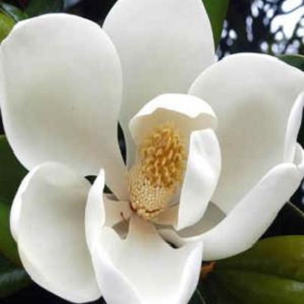 D.D. Blanchard Southern Magnolia image