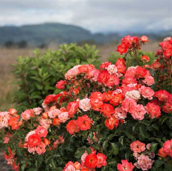 Easy Elegance Coral Cove Rose image