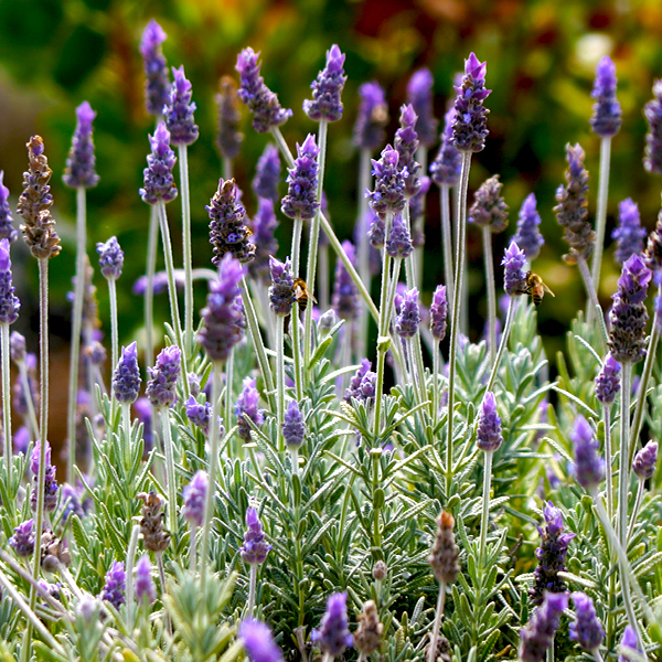 Silver Mist English Lavender image