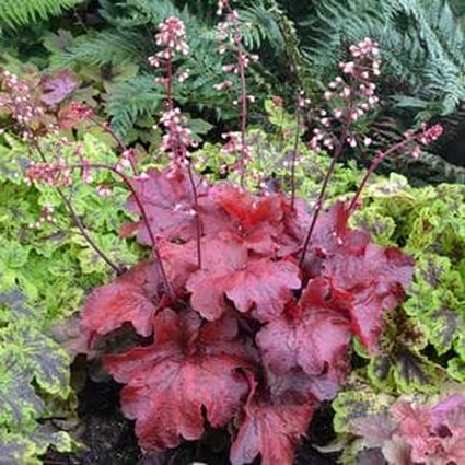 Fire Alarm Coral Bells image