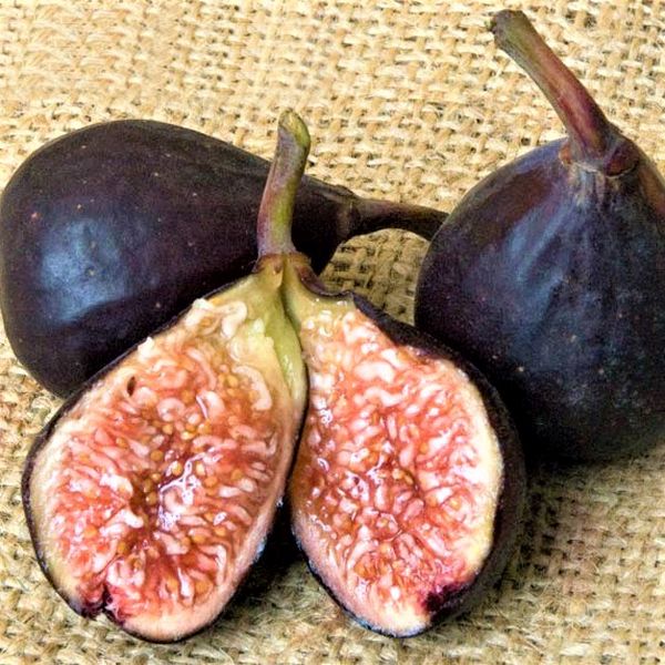 Violette De Bordeaux Fig Tree image