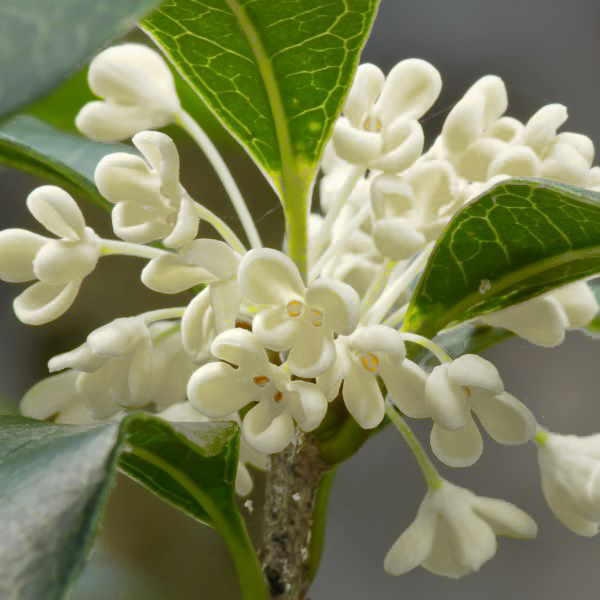 Fragrant Tea Olive image