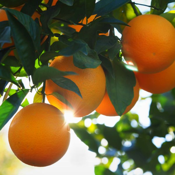 Valencia Orange image