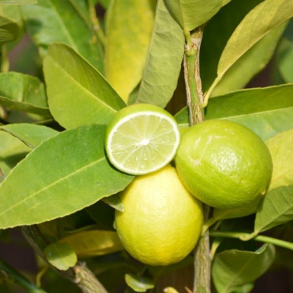 Mexican Key Lime Tree image