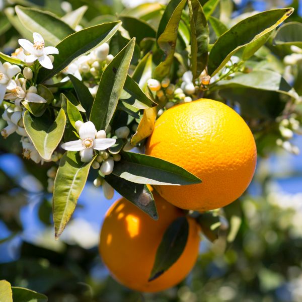 Midknight Valencia Orange image
