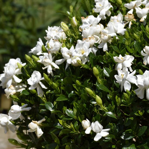 Frost Proof Gardenia image