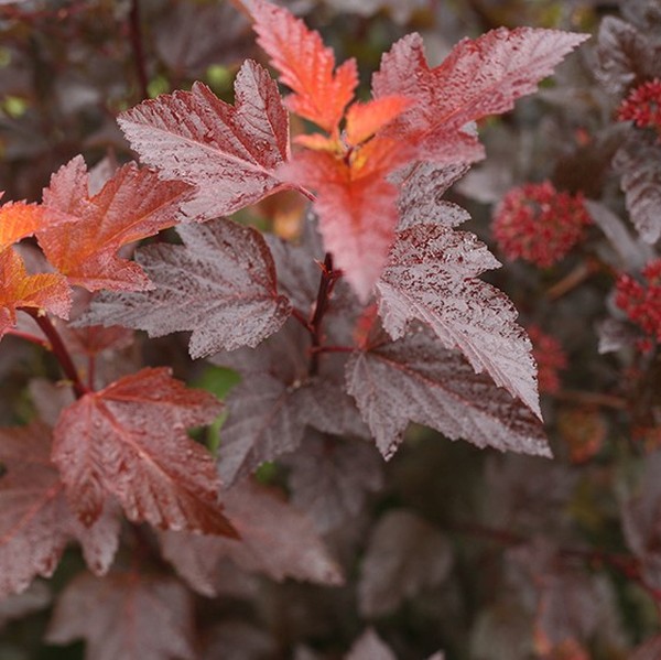 Ginger Wine Ninebark image