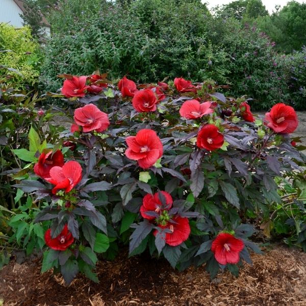 Hibiscus Midnight Marvel image