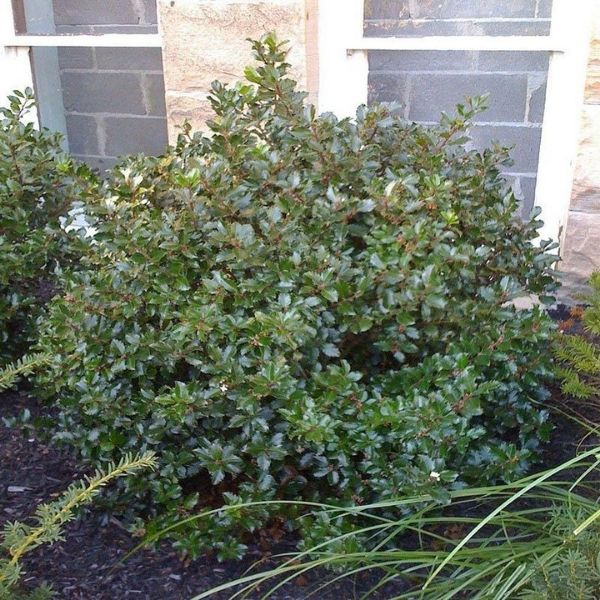 Royal Family Holly Combo image