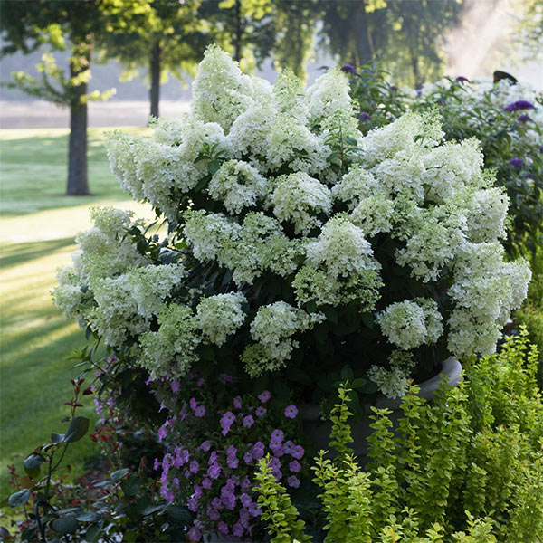 Bobo Hydrangea image