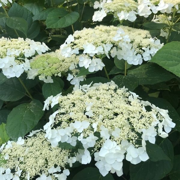 Haas Halo Hydrangea image
