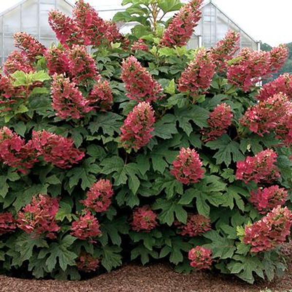 Ruby Slippers Hydrangea image