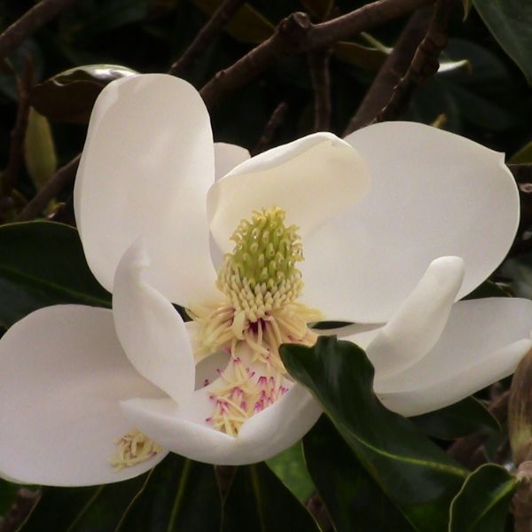 Little Gem Magnolia Tree image