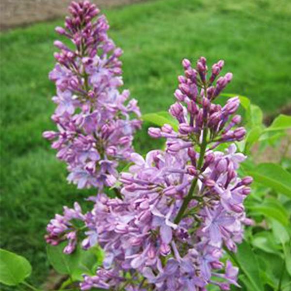 Tiny Dancer Lilac image