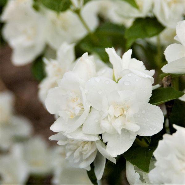 Snow White Sensation Mock Orange image