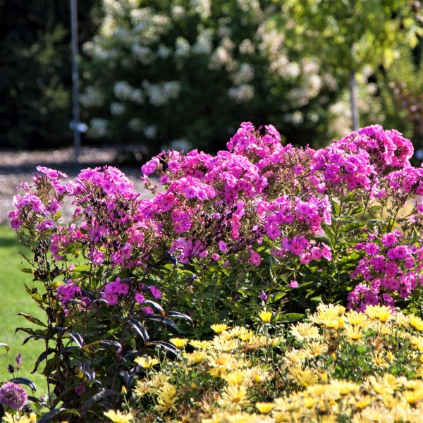 Candy Store Bubblegum Pink Phlox image