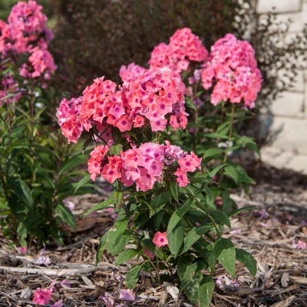 Coral Creme Drop Phlox image