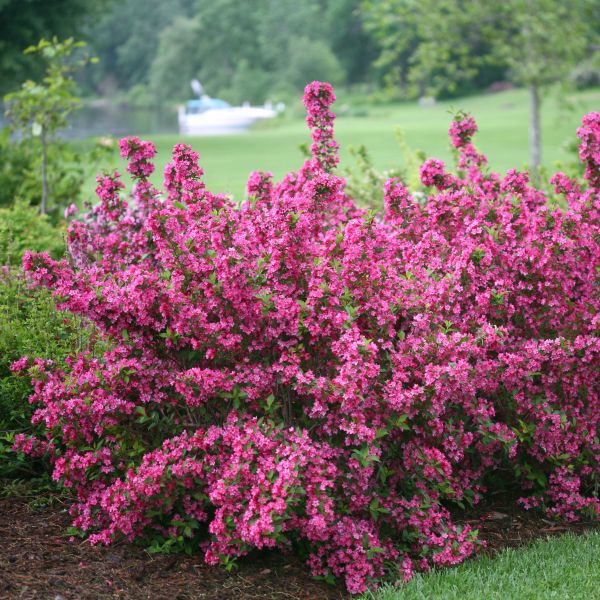 Sonic Bloom Pink Reblooming Weigela image