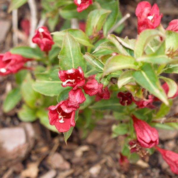 Sonic Bloom Red Reblooming Weigela image
