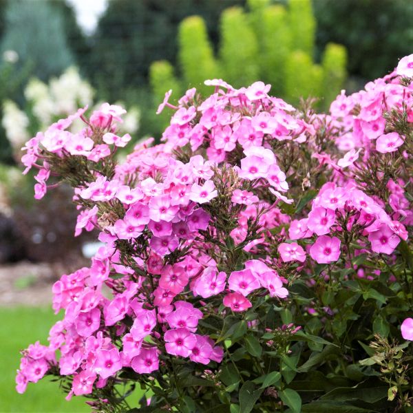 Cotton Candy Phlox image