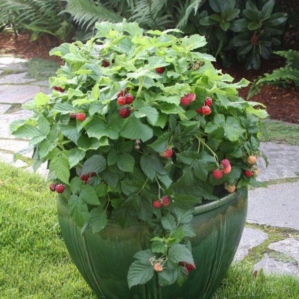 Shortcake Raspberry image