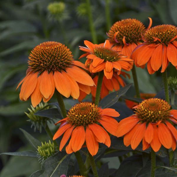 Sombrero Adobe Orange Coneflower image