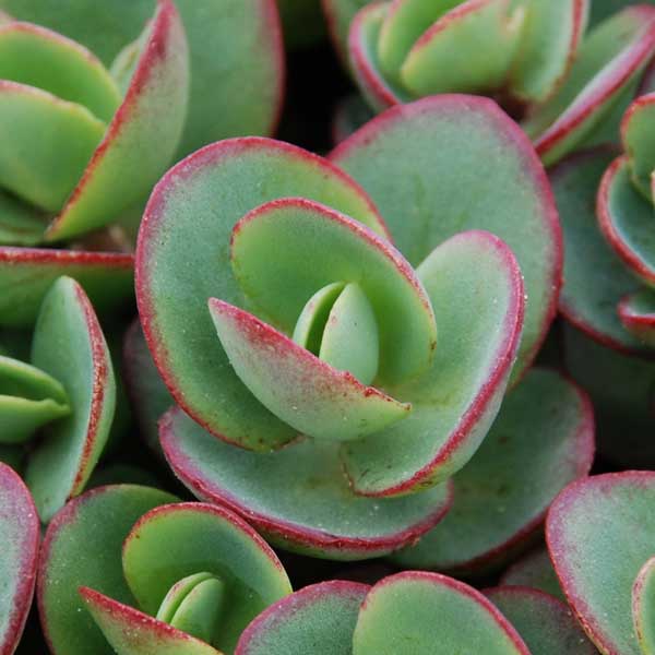 Lime Zinger Sedum image