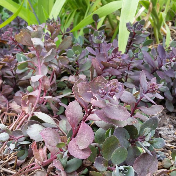 SunSparkler Dazzleberry Sedum image
