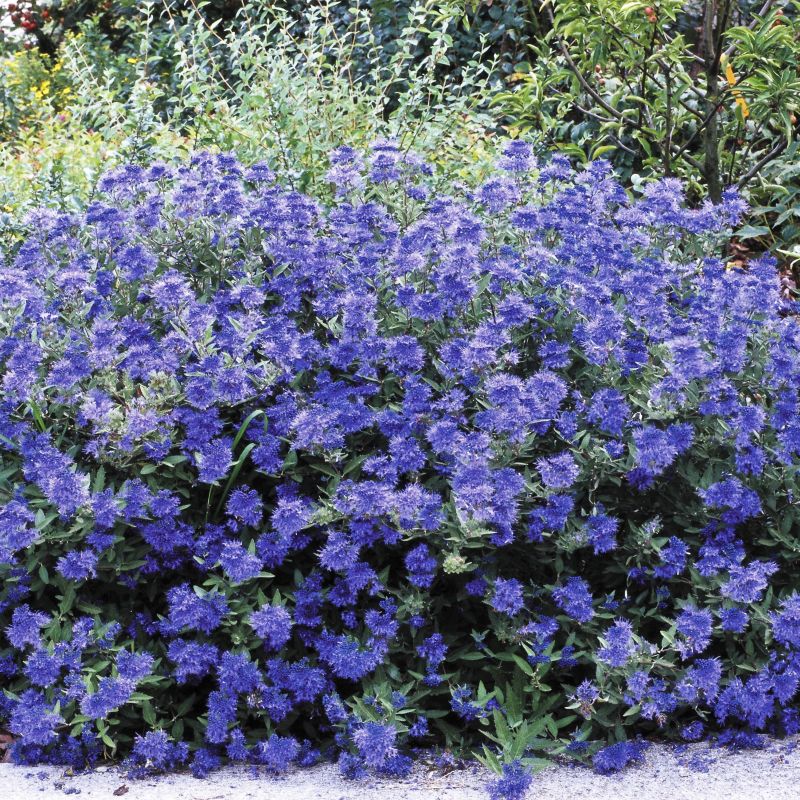 Sapphire Surf Bluebeard image