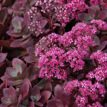 SunSparkler Firecracker Sedum image