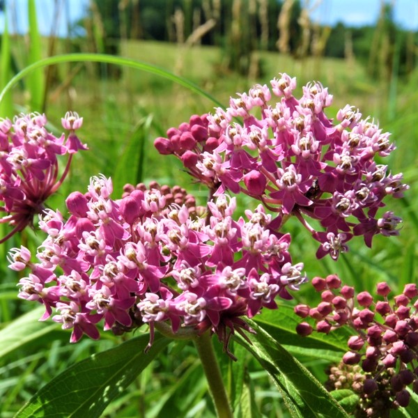 Swamp Milkweed image