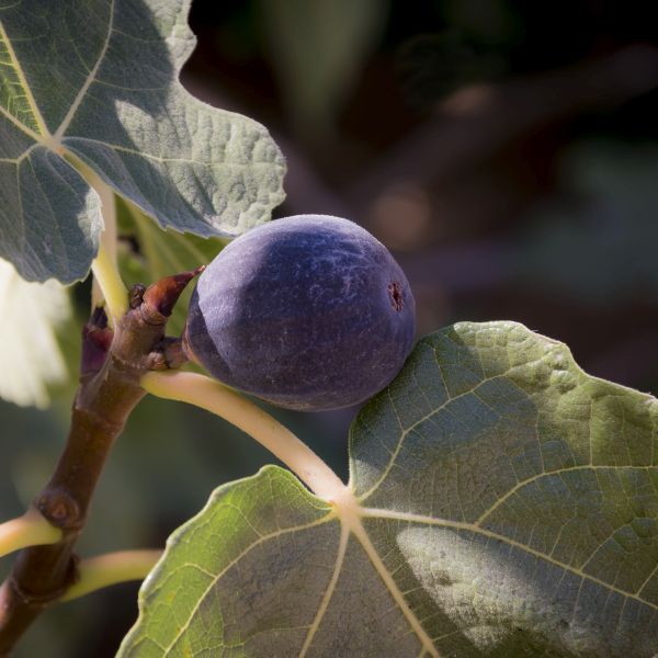 Chicago Hardy Fig Tree image