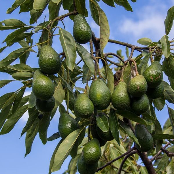 Hass Avocado Tree image