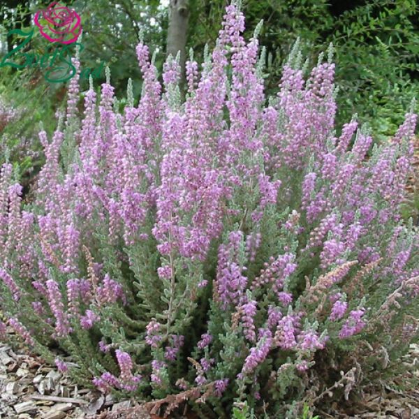 Heather 'Silver Queen' image