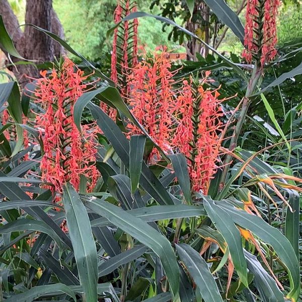 Red Butterfly Ginger image