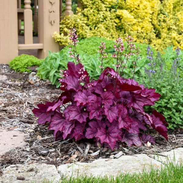 Heuchera Wild Rose image