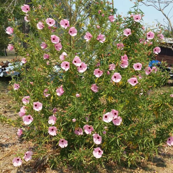 Native Rosellla image