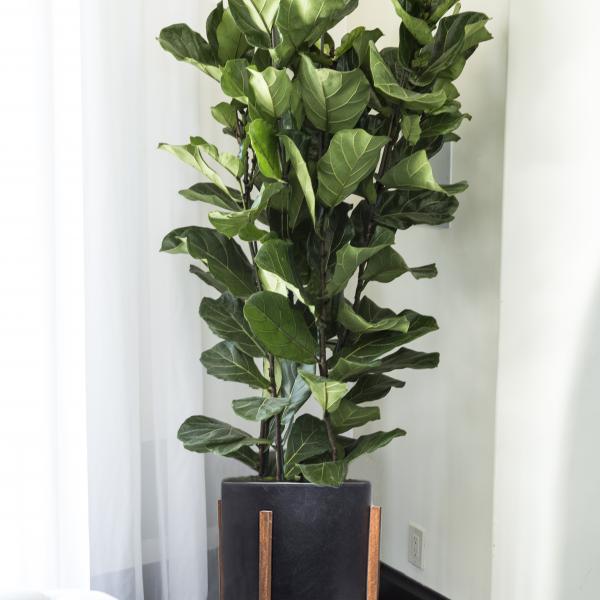 Large Fiddle Leaf Fig Column image