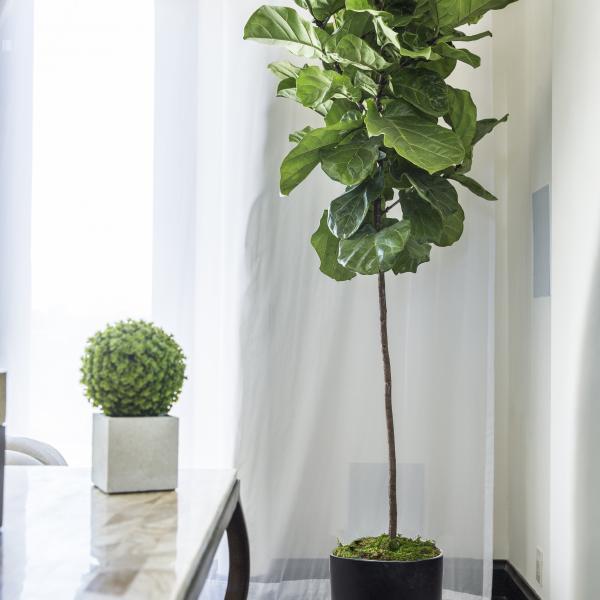 Large Fiddle Leaf Fig Tree image