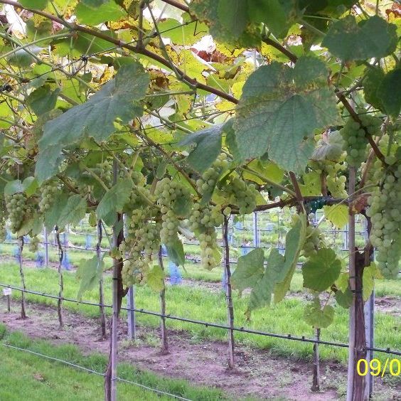 Shop the Interlaken Seedless Grape ShrubHub Nursery