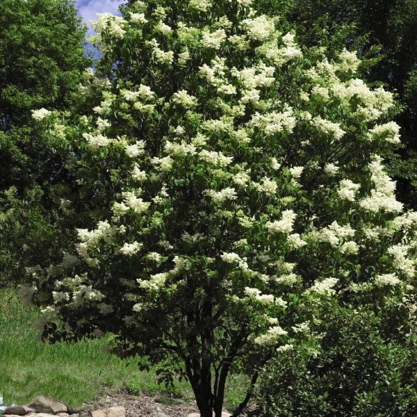 Ivory Silk Lilac Tree (Syringa reticulata 'Ivory Silk') - Beautiful and ...