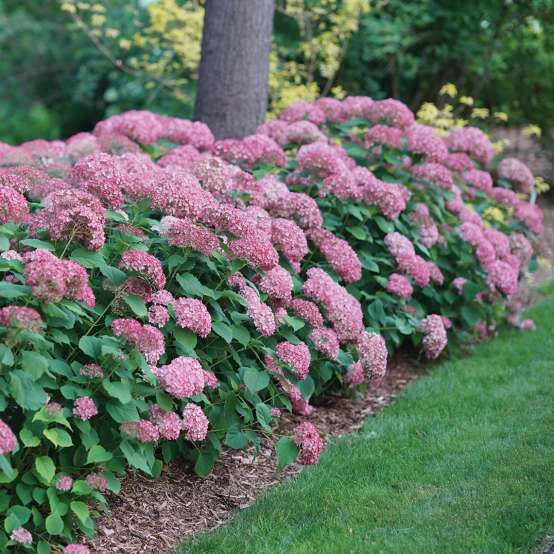 Invincibelle Mini Mauvette Smooth Hydrangea image